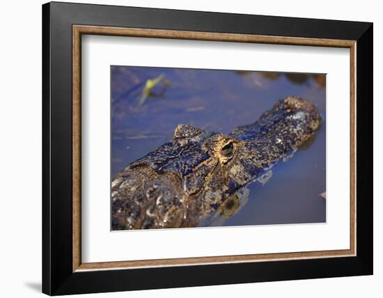 Yacare Caiman (Caiman Yacare) in the Pantanal, Mato Grosso, Brazil, South America-Alex Robinson-Framed Photographic Print