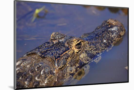 Yacare Caiman (Caiman Yacare) in the Pantanal, Mato Grosso, Brazil, South America-Alex Robinson-Mounted Photographic Print