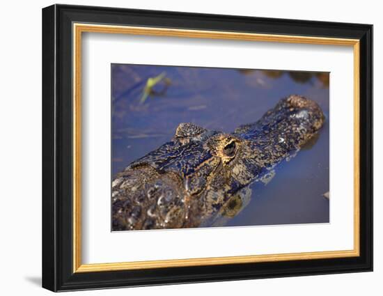 Yacare Caiman (Caiman Yacare) in the Pantanal, Mato Grosso, Brazil, South America-Alex Robinson-Framed Photographic Print