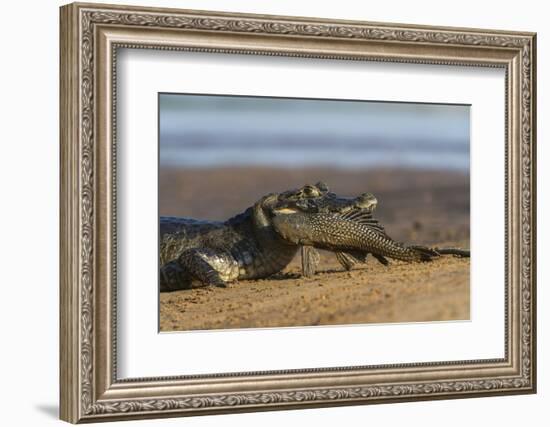 Yacare Caiman (Caiman Yacare), Northern Pantanal, Mato Grosso, Brazil-Pete Oxford-Framed Photographic Print