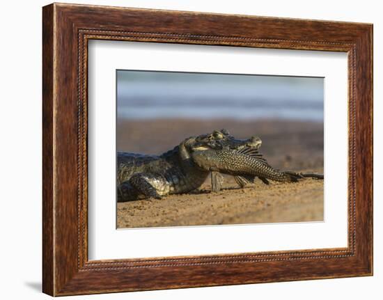 Yacare Caiman (Caiman Yacare), Northern Pantanal, Mato Grosso, Brazil-Pete Oxford-Framed Photographic Print