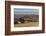 Yacare Caiman (Caiman Yacare), Northern Pantanal, Mato Grosso, Brazil-Pete Oxford-Framed Photographic Print