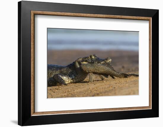 Yacare Caiman (Caiman Yacare), Northern Pantanal, Mato Grosso, Brazil-Pete Oxford-Framed Photographic Print