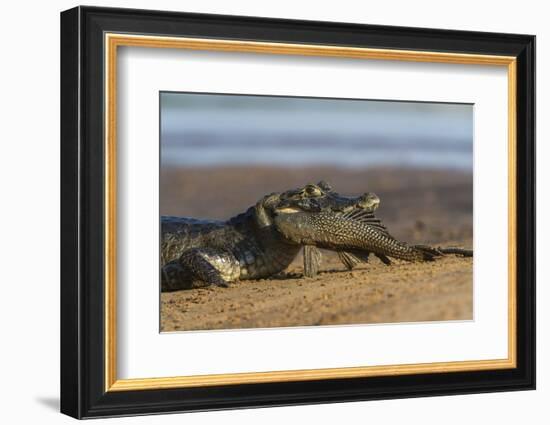 Yacare Caiman (Caiman Yacare), Northern Pantanal, Mato Grosso, Brazil-Pete Oxford-Framed Photographic Print