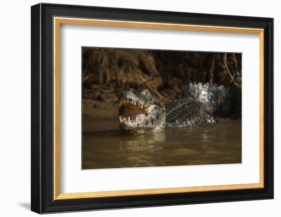 Yacare Caiman (Caiman Yacare), Northern Pantanal, Mato Grosso, Brazil-Pete Oxford-Framed Photographic Print