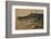 Yacare Caiman (Caiman Yacare), Northern Pantanal, Mato Grosso, Brazil-Pete Oxford-Framed Photographic Print