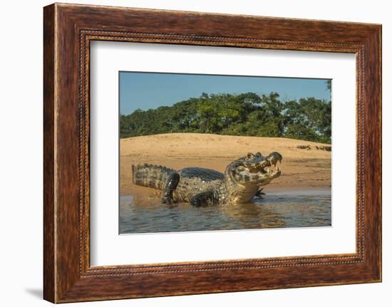 Yacare caiman (Caiman yacare) on river bank, Cuiaba River, Pantanal, Brazil-Jeff Foott-Framed Photographic Print