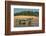 Yacare caiman (Caiman yacare) on river bank, Cuiaba River, Pantanal, Brazil-Jeff Foott-Framed Photographic Print