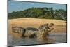 Yacare caiman (Caiman yacare) on river bank, Cuiaba River, Pantanal, Brazil-Jeff Foott-Mounted Photographic Print