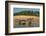 Yacare caiman (Caiman yacare) on river bank, Cuiaba River, Pantanal, Brazil-Jeff Foott-Framed Photographic Print