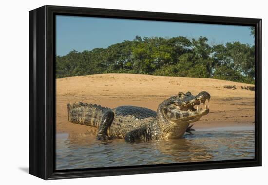 Yacare caiman (Caiman yacare) on river bank, Cuiaba River, Pantanal, Brazil-Jeff Foott-Framed Premier Image Canvas