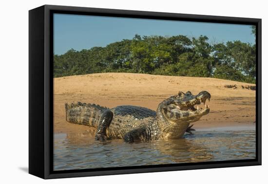 Yacare caiman (Caiman yacare) on river bank, Cuiaba River, Pantanal, Brazil-Jeff Foott-Framed Premier Image Canvas