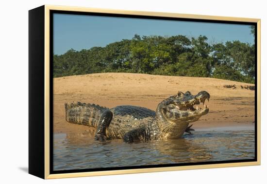 Yacare caiman (Caiman yacare) on river bank, Cuiaba River, Pantanal, Brazil-Jeff Foott-Framed Premier Image Canvas