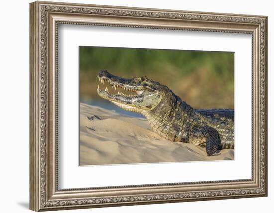 Yacare caiman (Caiman yacare) on river bank, Cuiaba River, Pantanal, Brazil-Jeff Foott-Framed Photographic Print