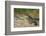 Yacare caiman (Caiman yacare) on river bank, Cuiaba River, Pantanal, Brazil-Jeff Foott-Framed Photographic Print