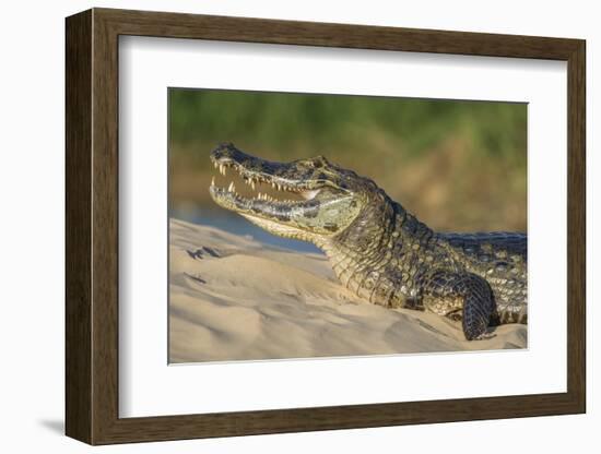 Yacare caiman (Caiman yacare) on river bank, Cuiaba River, Pantanal, Brazil-Jeff Foott-Framed Photographic Print