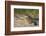 Yacare caiman (Caiman yacare) on river bank, Cuiaba River, Pantanal, Brazil-Jeff Foott-Framed Photographic Print