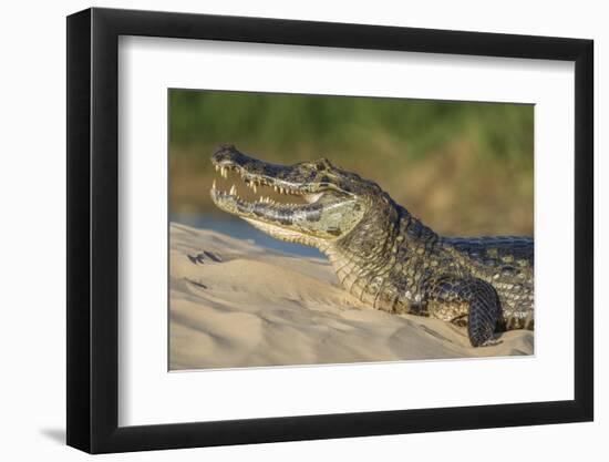 Yacare caiman (Caiman yacare) on river bank, Cuiaba River, Pantanal, Brazil-Jeff Foott-Framed Photographic Print