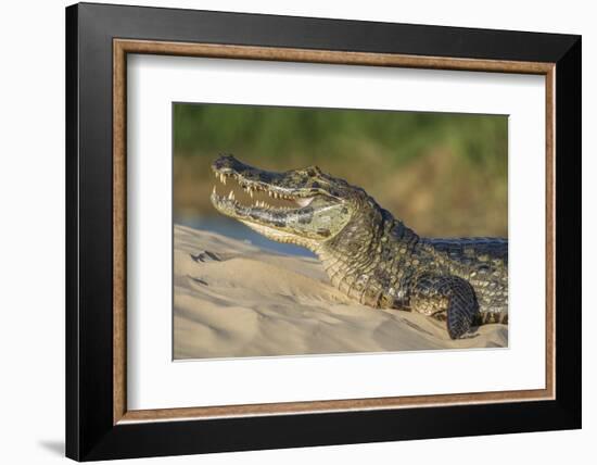 Yacare caiman (Caiman yacare) on river bank, Cuiaba River, Pantanal, Brazil-Jeff Foott-Framed Photographic Print