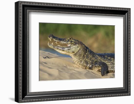 Yacare caiman (Caiman yacare) on river bank, Cuiaba River, Pantanal, Brazil-Jeff Foott-Framed Photographic Print