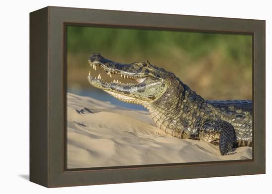 Yacare caiman (Caiman yacare) on river bank, Cuiaba River, Pantanal, Brazil-Jeff Foott-Framed Premier Image Canvas