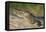 Yacare caiman (Caiman yacare) on river bank, Cuiaba River, Pantanal, Brazil-Jeff Foott-Framed Premier Image Canvas