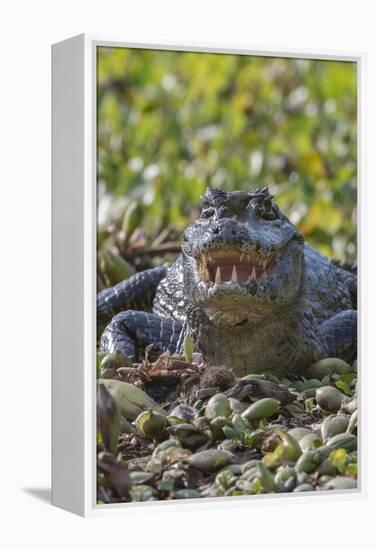 Yacare caiman, (Caiman yacare) Pantanal Matogrossense National Park, Pantanal, Brazil-Jeff Foott-Framed Premier Image Canvas