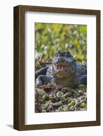 Yacare caiman, (Caiman yacare) Pantanal Matogrossense National Park, Pantanal, Brazil-Jeff Foott-Framed Photographic Print