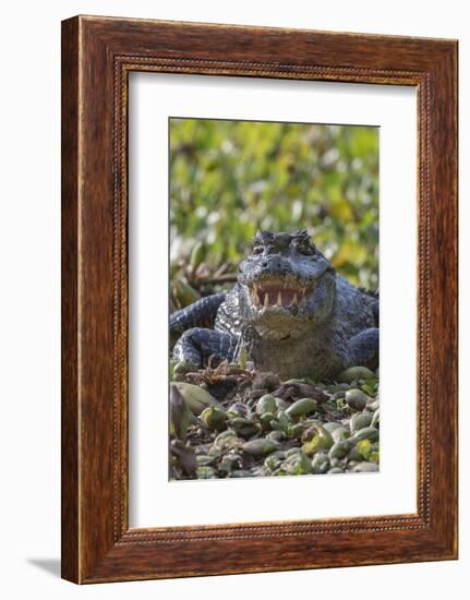 Yacare caiman, (Caiman yacare) Pantanal Matogrossense National Park, Pantanal, Brazil-Jeff Foott-Framed Photographic Print