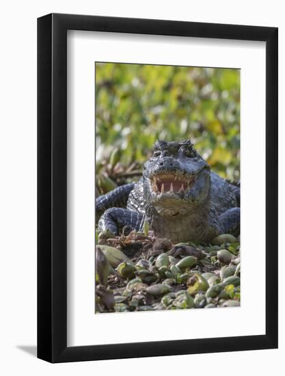 Yacare caiman, (Caiman yacare) Pantanal Matogrossense National Park, Pantanal, Brazil-Jeff Foott-Framed Photographic Print