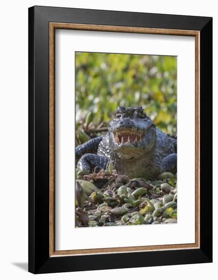 Yacare caiman, (Caiman yacare) Pantanal Matogrossense National Park, Pantanal, Brazil-Jeff Foott-Framed Photographic Print