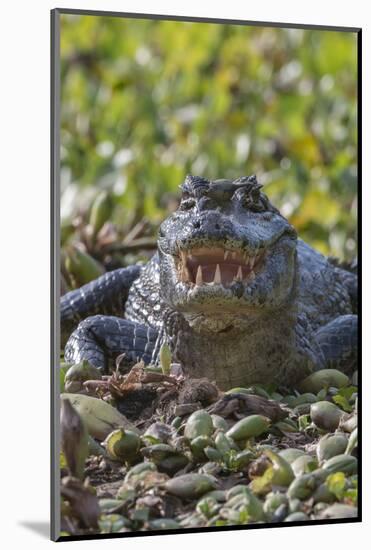 Yacare caiman, (Caiman yacare) Pantanal Matogrossense National Park, Pantanal, Brazil-Jeff Foott-Mounted Photographic Print