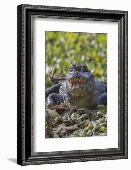 Yacare caiman, (Caiman yacare) Pantanal Matogrossense National Park, Pantanal, Brazil-Jeff Foott-Framed Photographic Print