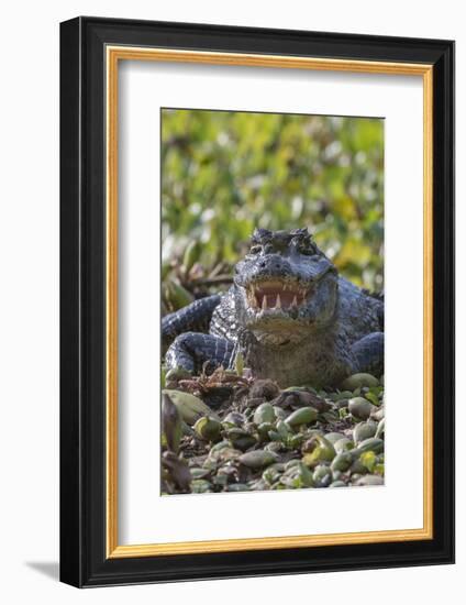 Yacare caiman, (Caiman yacare) Pantanal Matogrossense National Park, Pantanal, Brazil-Jeff Foott-Framed Photographic Print