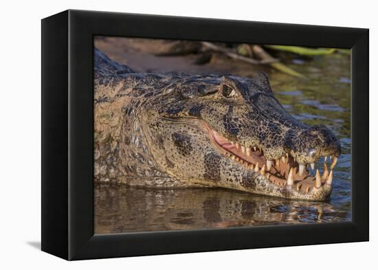 Yacare Caiman, (Caiman yacare) Pantanal Matogrossense National Park, Pantanal, Brazil-Jeff Foott-Framed Premier Image Canvas