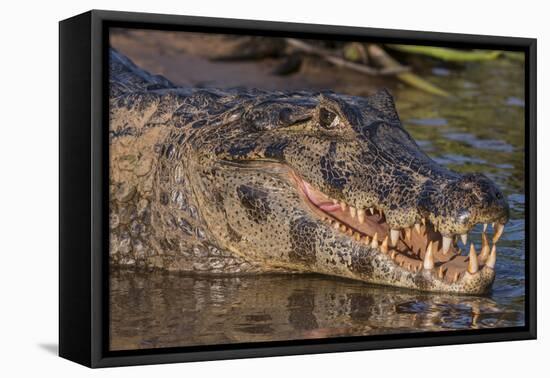 Yacare Caiman, (Caiman yacare) Pantanal Matogrossense National Park, Pantanal, Brazil-Jeff Foott-Framed Premier Image Canvas