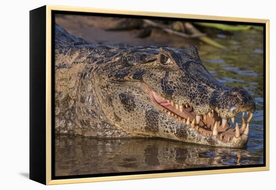 Yacare Caiman, (Caiman yacare) Pantanal Matogrossense National Park, Pantanal, Brazil-Jeff Foott-Framed Premier Image Canvas