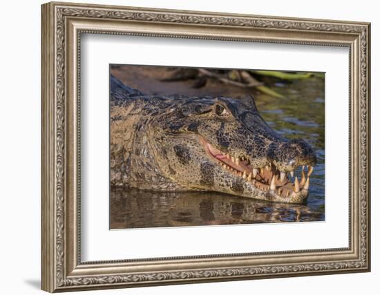 Yacare Caiman, (Caiman yacare) Pantanal Matogrossense National Park, Pantanal, Brazil-Jeff Foott-Framed Photographic Print