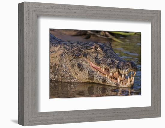 Yacare Caiman, (Caiman yacare) Pantanal Matogrossense National Park, Pantanal, Brazil-Jeff Foott-Framed Photographic Print