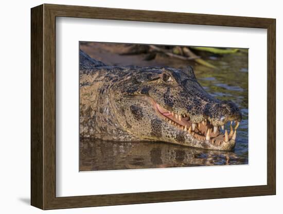 Yacare Caiman, (Caiman yacare) Pantanal Matogrossense National Park, Pantanal, Brazil-Jeff Foott-Framed Photographic Print