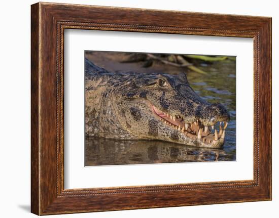 Yacare Caiman, (Caiman yacare) Pantanal Matogrossense National Park, Pantanal, Brazil-Jeff Foott-Framed Photographic Print