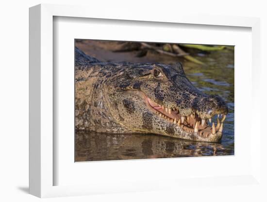 Yacare Caiman, (Caiman yacare) Pantanal Matogrossense National Park, Pantanal, Brazil-Jeff Foott-Framed Photographic Print