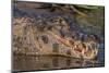 Yacare Caiman, (Caiman yacare) Pantanal Matogrossense National Park, Pantanal, Brazil-Jeff Foott-Mounted Photographic Print