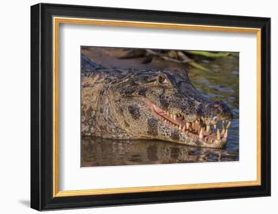 Yacare Caiman, (Caiman yacare) Pantanal Matogrossense National Park, Pantanal, Brazil-Jeff Foott-Framed Photographic Print