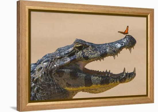 Yacare caiman (Caiman yacare) with butterfly on snout, Cuiaba River, Pantanal, Brazil-Jeff Foott-Framed Premier Image Canvas
