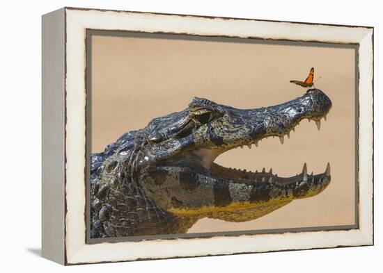 Yacare caiman (Caiman yacare) with butterfly on snout, Cuiaba River, Pantanal, Brazil-Jeff Foott-Framed Premier Image Canvas