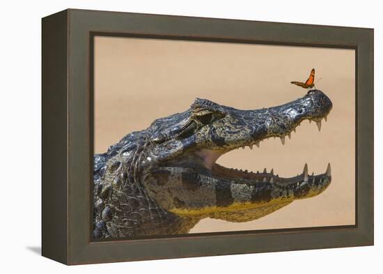 Yacare caiman (Caiman yacare) with butterfly on snout, Cuiaba River, Pantanal, Brazil-Jeff Foott-Framed Premier Image Canvas