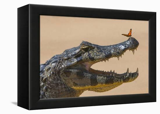 Yacare caiman (Caiman yacare) with butterfly on snout, Cuiaba River, Pantanal, Brazil-Jeff Foott-Framed Premier Image Canvas