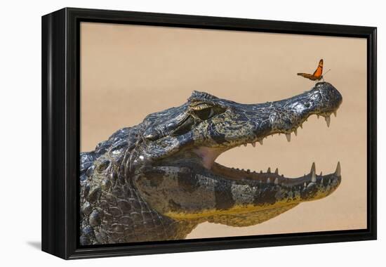 Yacare caiman (Caiman yacare) with butterfly on snout, Cuiaba River, Pantanal, Brazil-Jeff Foott-Framed Premier Image Canvas