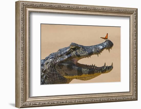 Yacare caiman (Caiman yacare) with butterfly on snout, Cuiaba River, Pantanal, Brazil-Jeff Foott-Framed Photographic Print